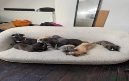 Mixed Breed dogs for sale: Beautiful mix staffy available  - Image 1