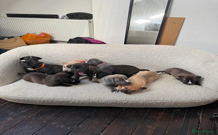 Mixed Breed dogs - Advert 2