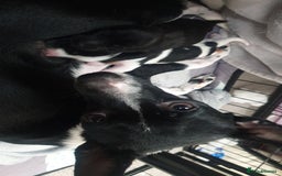 Patterjack dogs for sale: Patterjack for rehoming - Image 3