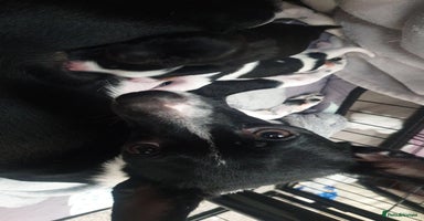 Patterjack dogs - Advert 4