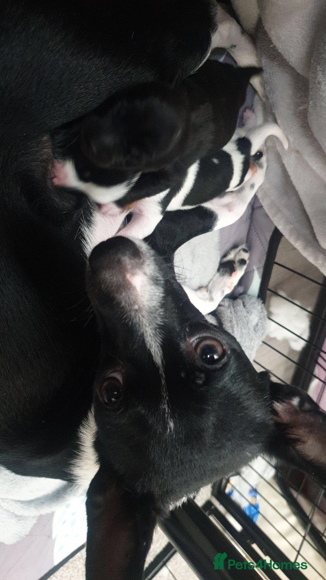 Patterjack dogs for sale: Patterjack for rehoming - Image 3
