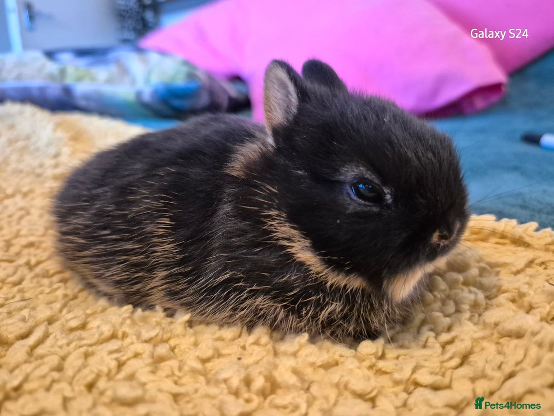 Netherland Dwarf rabbits for sale: Netherland dwarf / female's?  - Advert 4