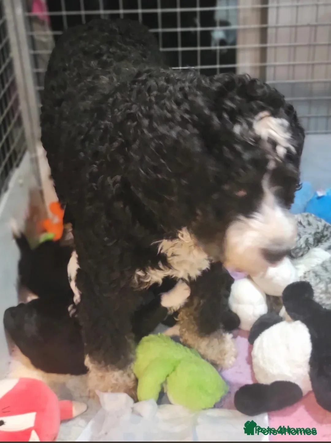Bernedoodle dogs for sale: Beautiful Tri colour Bernedoodle boy - Advert 2