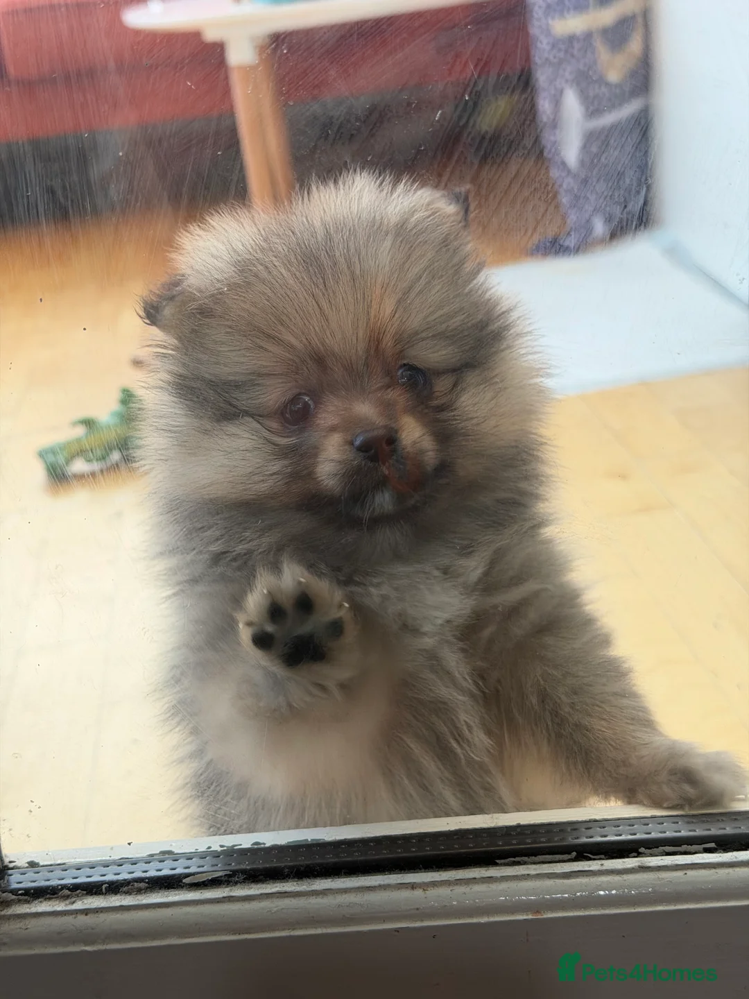 Pomeranian dogs for sale: puppy - Advert 1