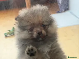 Pomeranian dogs puppy - Advert 1