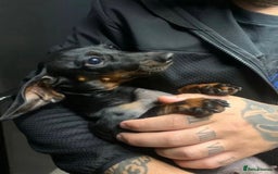 Miniature Dachshund dogs for sale: 🌸 Beautiful Black & Tan Miniature Dachshund 🌸 - Image 5