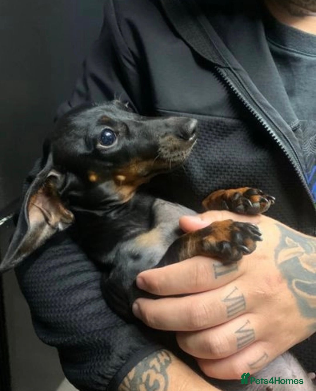 Miniature Dachshund dogs for sale: 🌸 Beautiful Black & Tan Miniature Dachshund 🌸 - Image 5