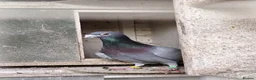 Pigeons birds for sale: Janssen based racing pigeons in Bath - Advert 2