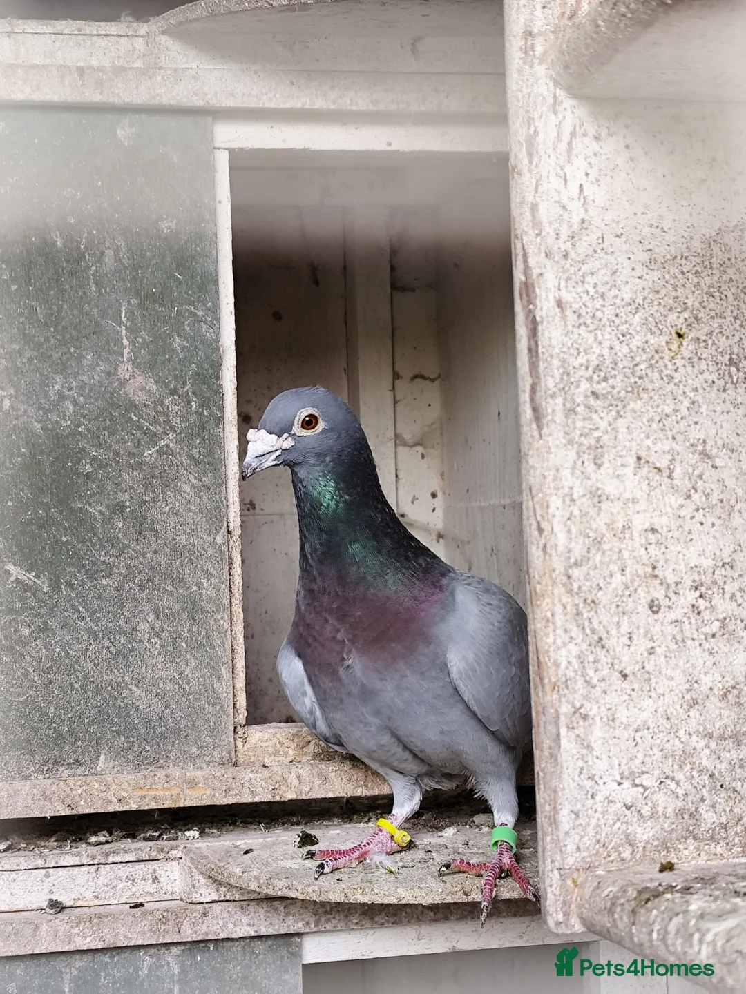 Pigeons birds for sale: Janssen based racing pigeons in Bath - Advert 2