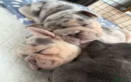 French Bulldog dogs for sale: Beautiful shades of blue babies - Image 8