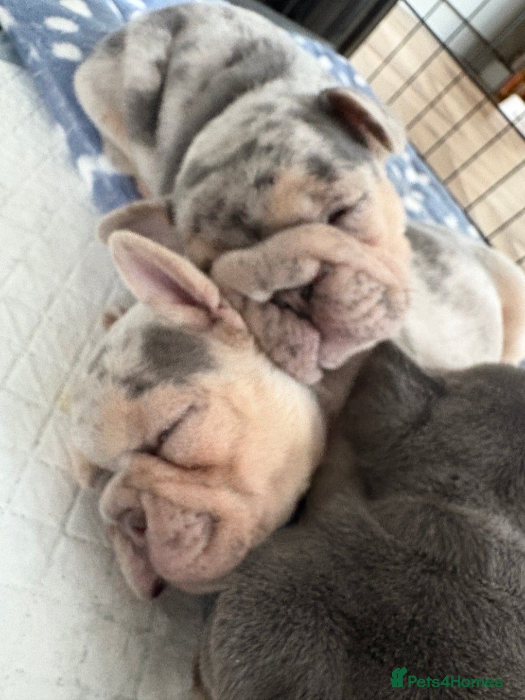 French Bulldog dogs for sale: Beautiful shades of blue babies - Image 8