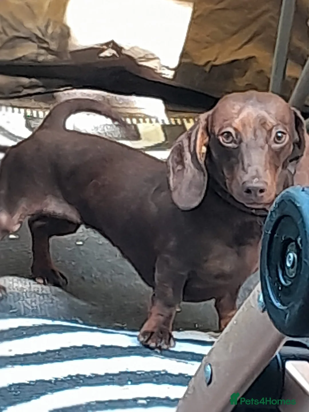 Miniature Dachshund dogs for sale: Beautiful tiny miniature dashound - Advert 1