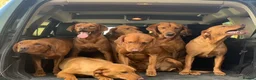 Labrador Retriever dogs for sale: KC Reg Dark Fox Red Labrador Puppies Health Tested - Advert 6