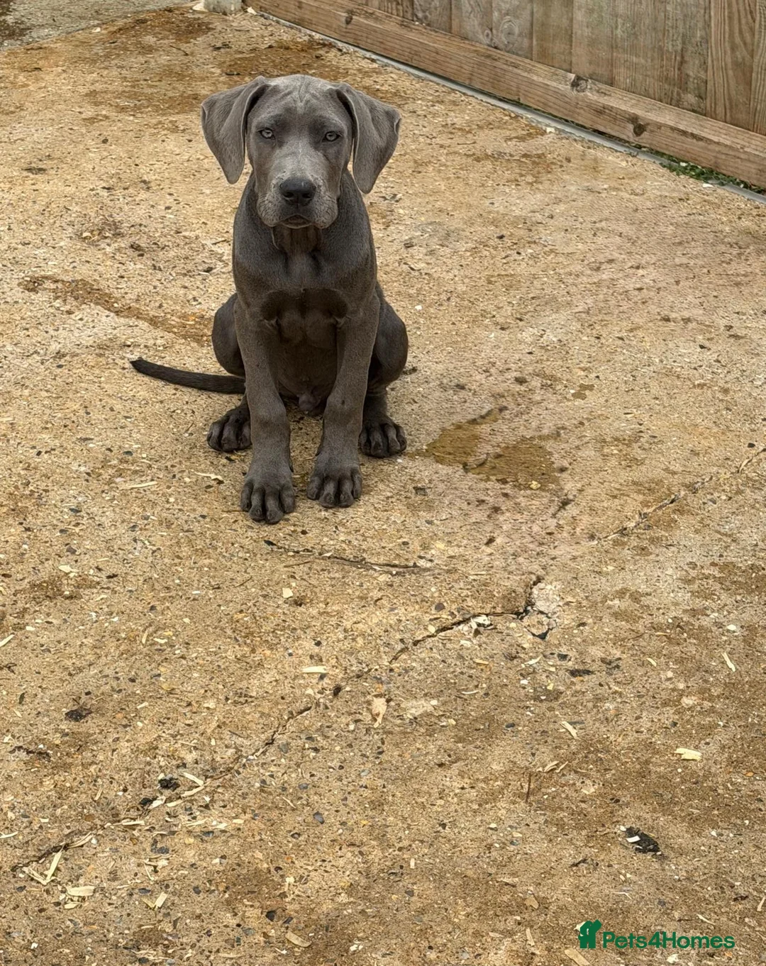 Cane Corso dogs for sale: Cane corso pups fully vaccinated  - Advert 2