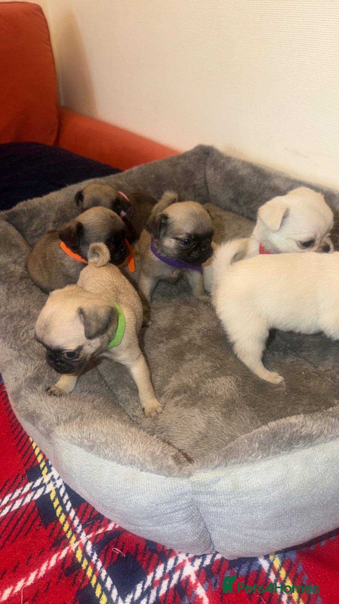 Pug dogs for sale: Beautiful Litter of 6 Pug Puppies, Rare Colours  - Advert 16