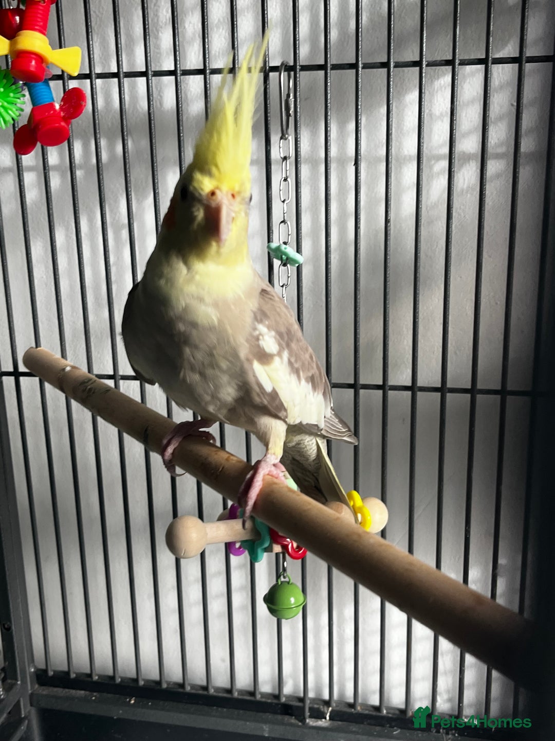Cockatiels birds for sale: Cockatiel 4 months old  - Advert 2
