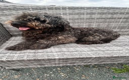 Cockapoo dogs for sale: Cockpit f2  - Image 3