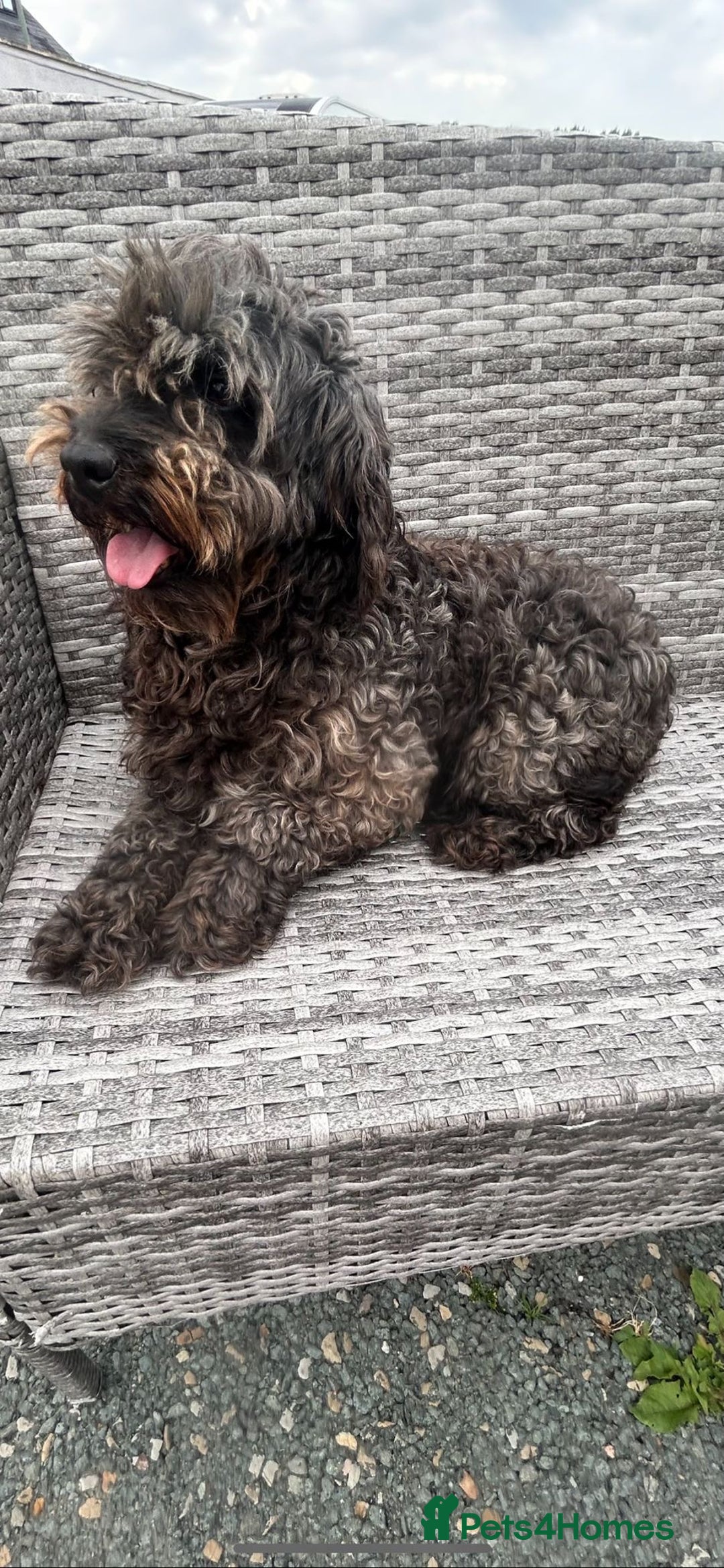 Cockapoo dogs for sale: Cockpit f2  - Image 3