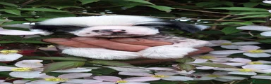 Chinese Crested Puppy 2
