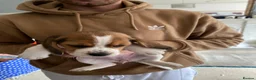 Beagle dogs for sale: Beautiful home reared chunky beagle pups - Advert 20