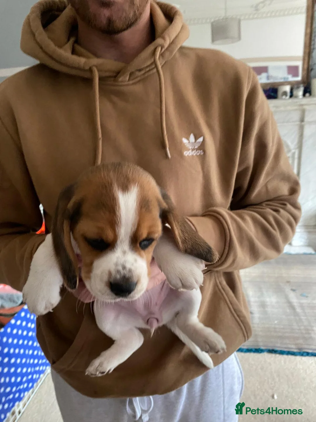 Beagle dogs for sale: Beautiful home reared chunky beagle pups - Advert 20