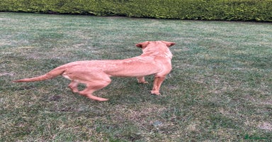 Labrador Retriever dogs - Advert 5