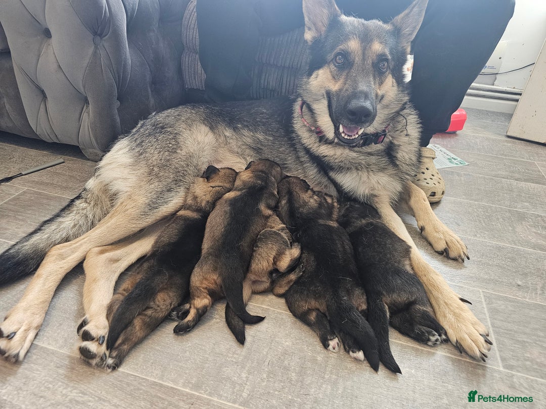 German Shepherd dogs for sale: German shepherd puppies - Image 8