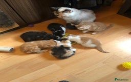 Mixed Breed cats for sale: Beautiful little boy - Image 2