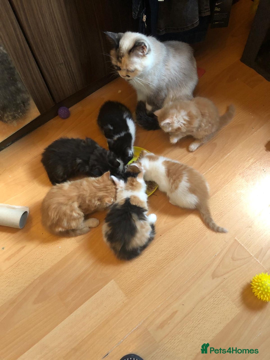 Mixed Breed cats for sale: Beautiful little boy - Image 2