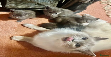 Ragdoll cats - Advert 1