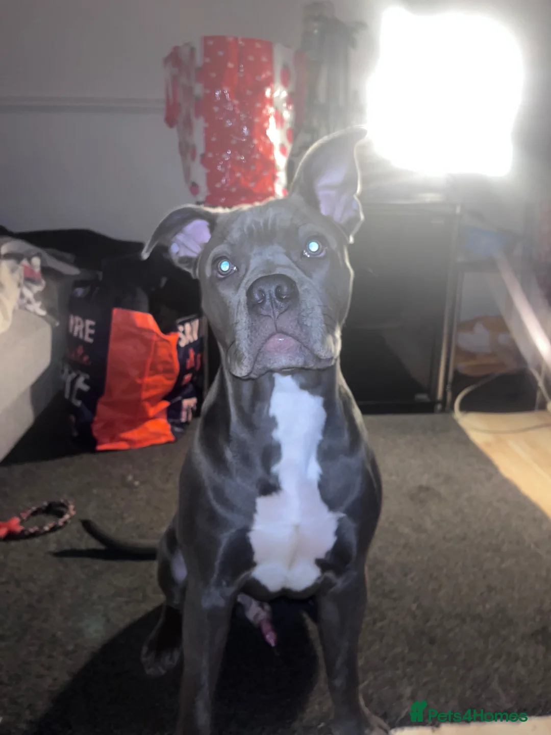 Mixed Breed dogs for sale: Chief in Peterborough - Advert 2
