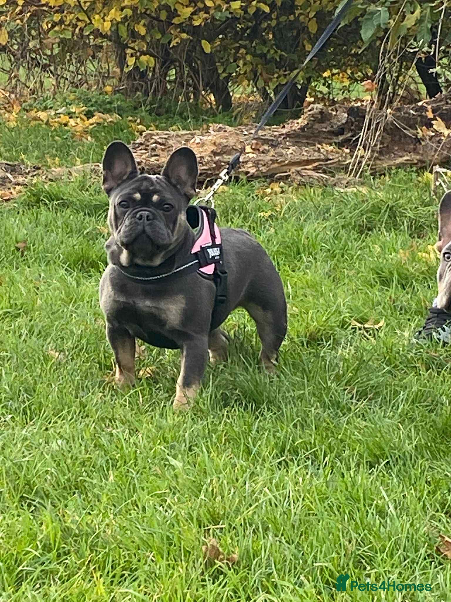 French Bulldog dogs ✨ Stunning Litter – Big Rope French Bulldogs ✨   - Advert 4