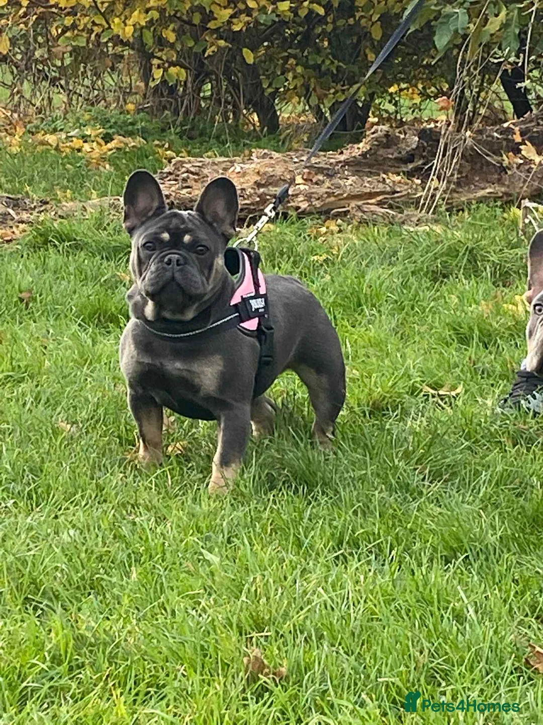 French Bulldog dogs for sale: ✨ Stunning Litter –  **  French Bulldogs ✨   in London - Advert 1