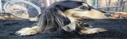 Miniature Dachshund dogs for sale: Stunning boy, fun and affectionate, health tested - Advert 11