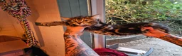 Mixed Breed cats for sale: Maine Coon Cross Kittens available  - Advert 12