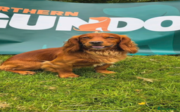 Cocker Spaniel dogs for sale: Working red cocker spaniel puppies for sale - Image 11