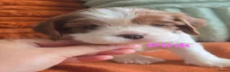 Cavalier King Charles Spaniel dogs for sale: KC Registered Cavalier King Charles Puppies - Advert 3