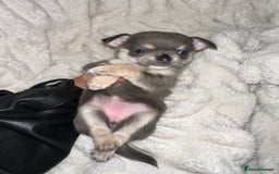 Chihuahua dogs for sale: chihuahua pups for sale  - Image 14