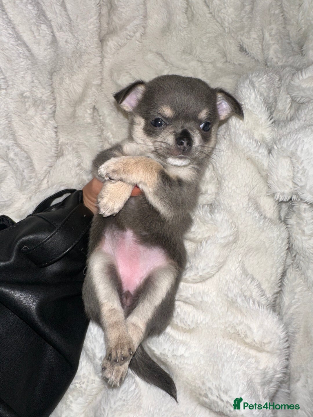Chihuahua dogs for sale: chihuahua pups for sale  - Image 14