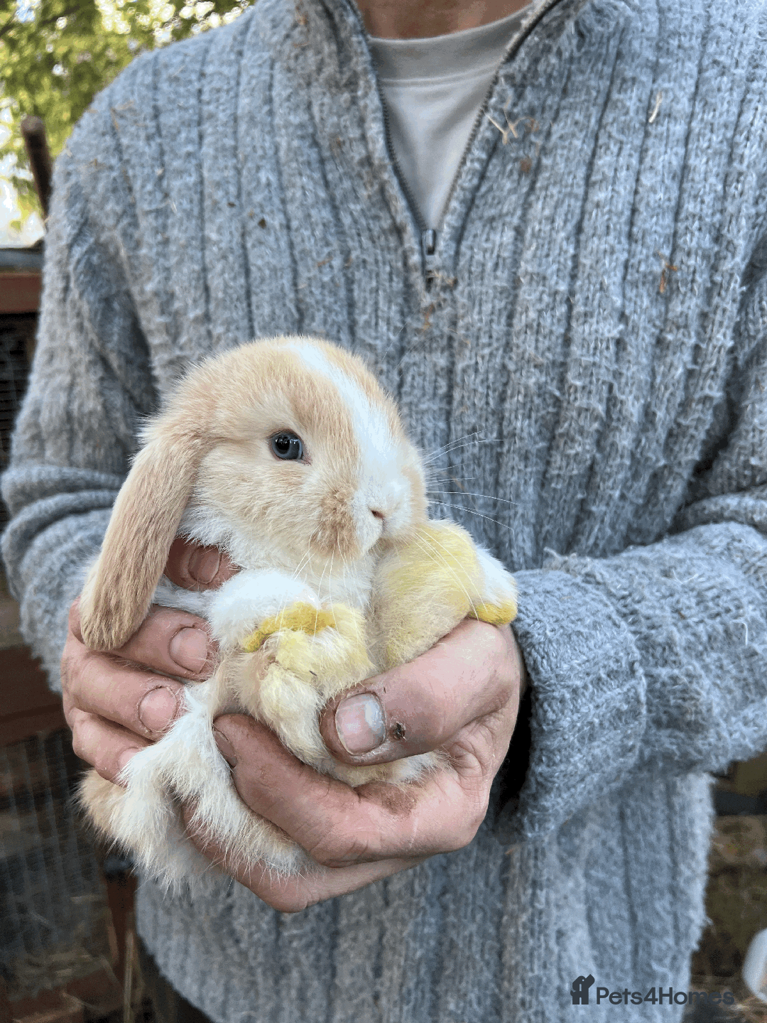 Mini Lop rabbits for sale: 100% Pure Family Bred Friendly Mini Lop Bunnies - Advert 7