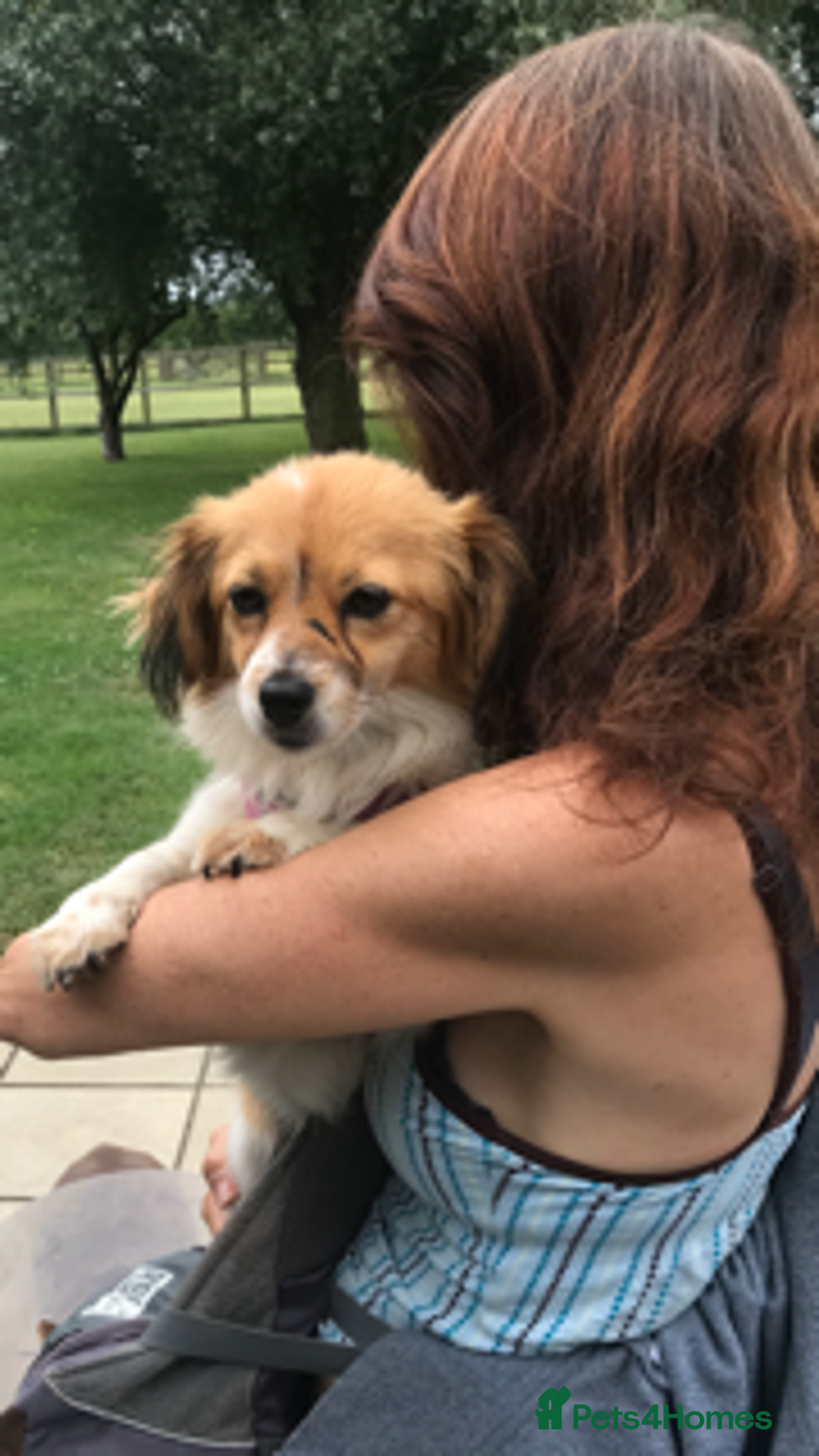 Mixed Breed dogs for adoption: Little treasure - Advert 5