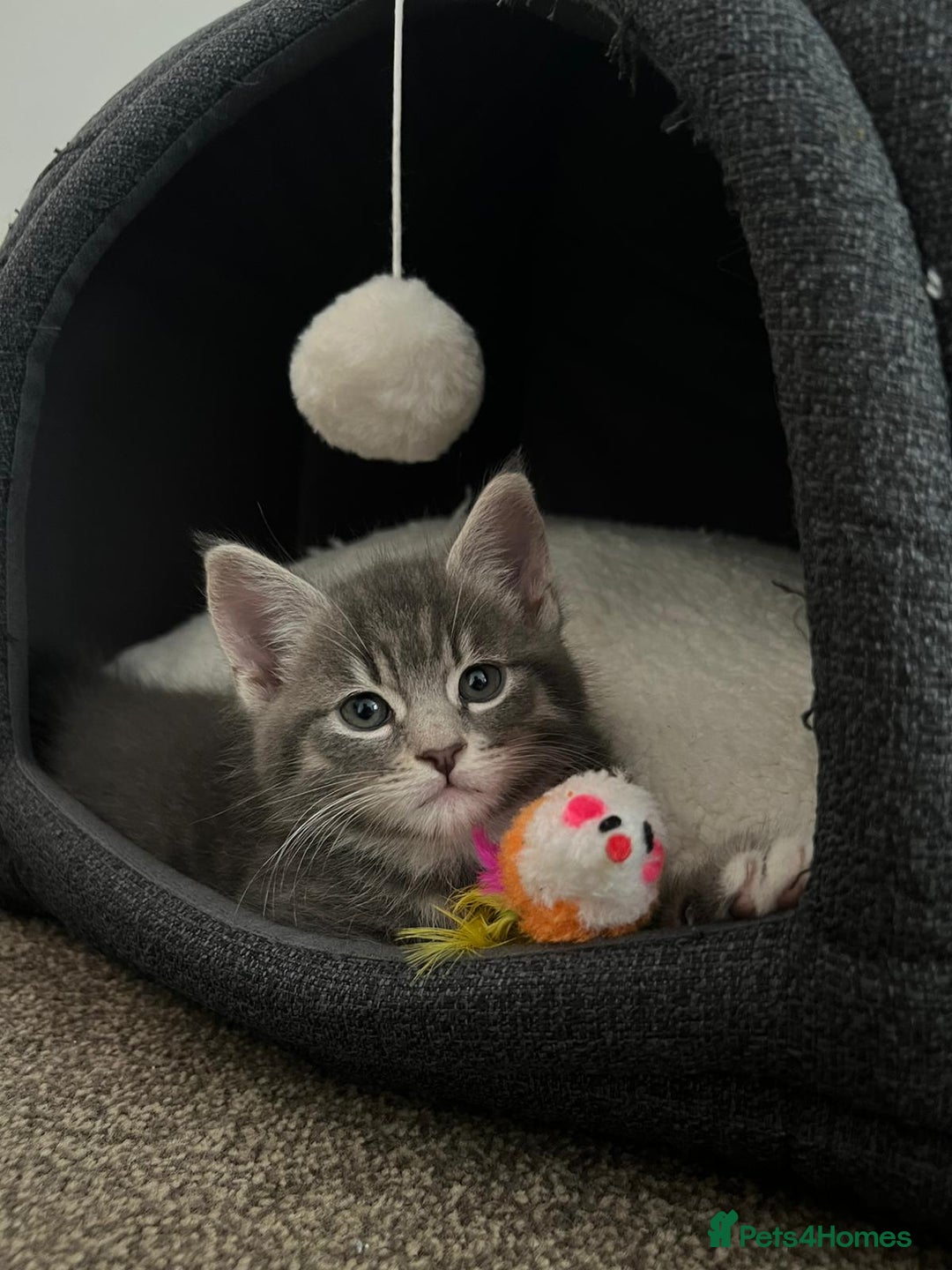 Maine Coon cats for sale: Adorable Half Maine Coon Kittens - Image 25