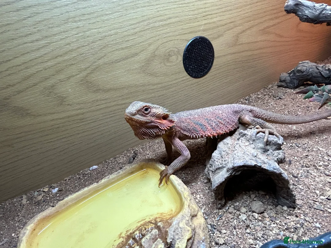 Bearded Dragon reptiles for sale: 1 year old female bearded dragon with enclosure  - Advert 4
