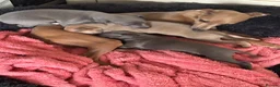 Italian Greyhound dogs for sale: Kc reg Italian greyhound puppies for sale - Advert 17