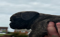 Mixed Breed dogs for sale: Pug x staffy pups REDUCED - Image 12