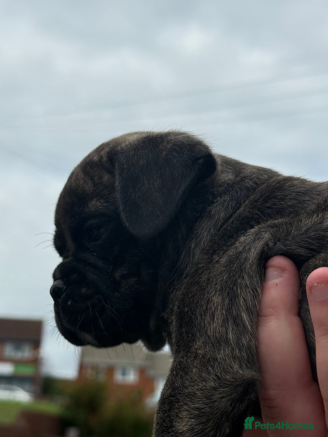 Mixed Breed dogs for sale: Pug x staffy pups REDUCED - Image 12