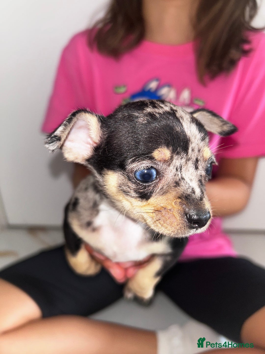 Chihuahua dogs for sale: 3/4 chihuahua 1/4 jack russell - Image 6