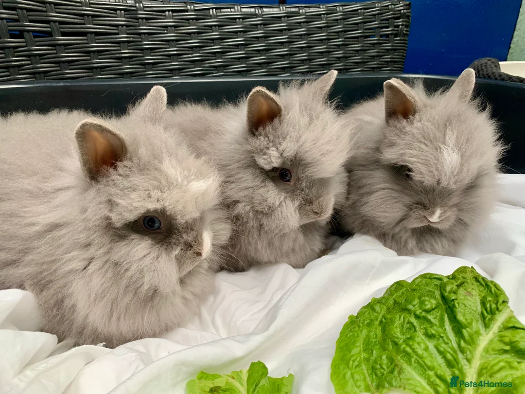 Lionhead rabbits for sale: 5 Gorgeous Double Mane Lion-head Bunnies - Advert 1