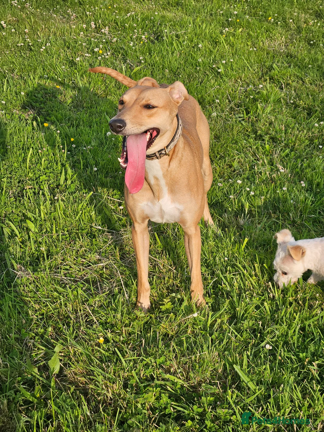 Lurcher dogs for sale: Lurcher bitch - Advert 1