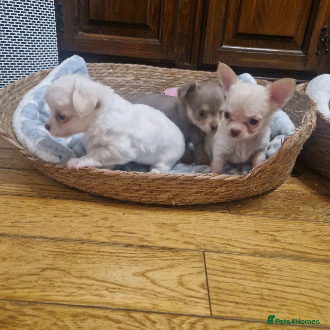 Chihuahua dogs for sale: Long coat chihuahua puppies - Advert 2